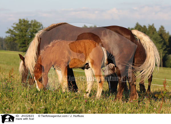 Stute mit Fohlen / mare with foal / JH-02823