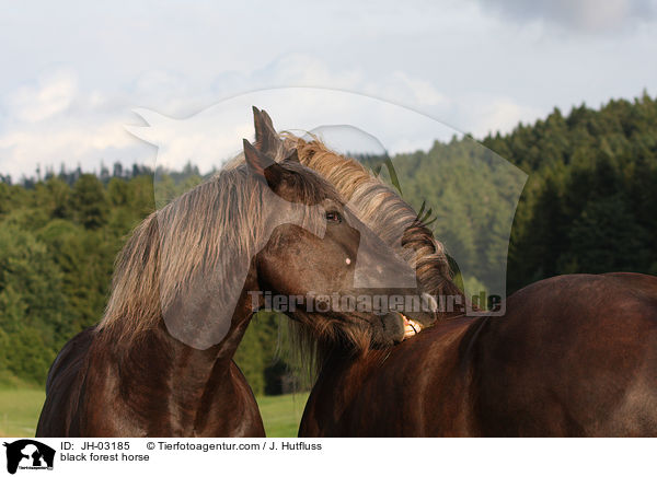 Schwarzwlder Fuchs / black forest horse / JH-03185