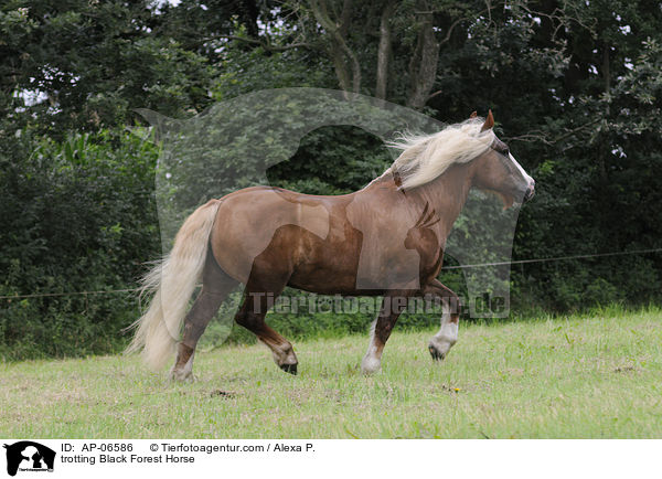 trabender Schwarzwlder Kaltblut / trotting Black Forest Horse / AP-06586