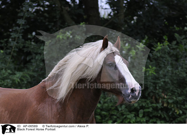 Schwarzwlder Kaltblut Portrait / Black Forest Horse Portrait / AP-06589
