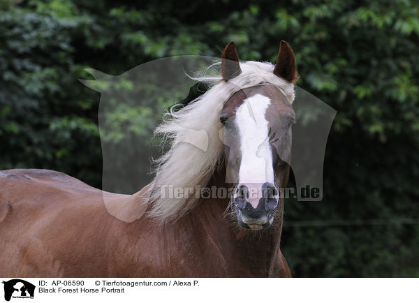Schwarzwlder Kaltblut Portrait / Black Forest Horse Portrait / AP-06590