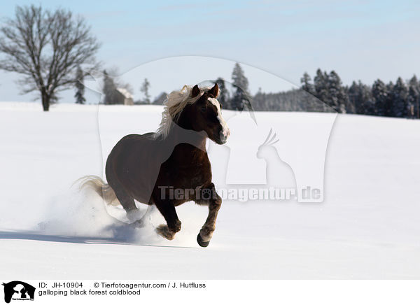 galoppierender Schwarzwlder Fuchs / galloping black forest coldblood / JH-10904