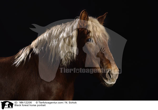 Schwarzwlder Fuchs Portrait / Black forest horse portrait / NN-12206