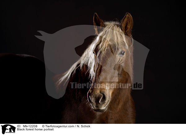 Schwarzwlder Fuchs Portrait / Black forest horse portrait / NN-12208