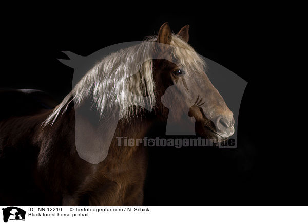Schwarzwlder Fuchs Portrait / Black forest horse portrait / NN-12210
