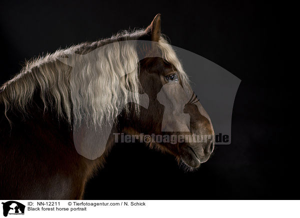Schwarzwlder Fuchs Portrait / Black forest horse portrait / NN-12211