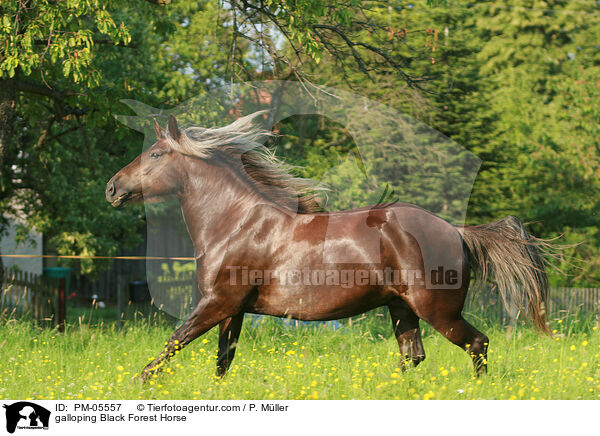 galoppierender Schwarzwlder Fuchs / galloping Black Forest Horse / PM-05557