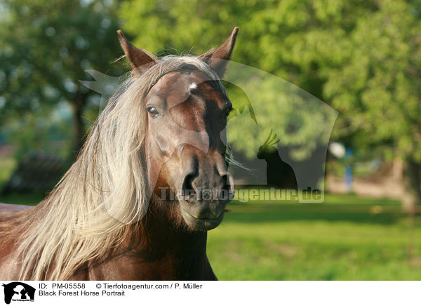 Schwarzwlder Fuchs Portrait / Black Forest Horse Portrait / PM-05558