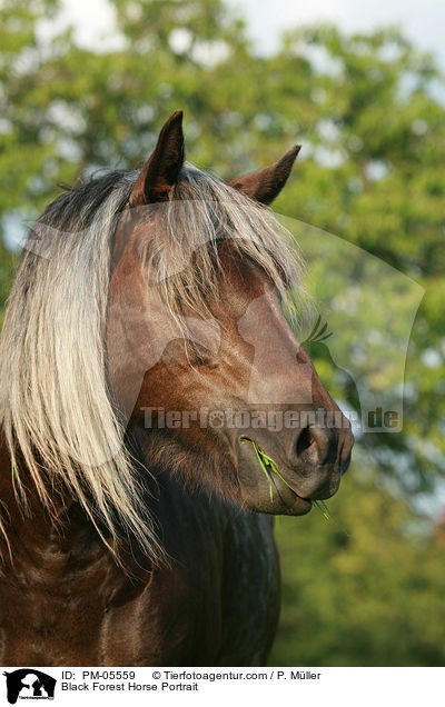 Schwarzwlder Fuchs Portrait / Black Forest Horse Portrait / PM-05559