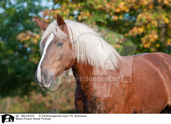 Schwarzwlder Fuchs Portrait / Black Forest Horse Portrait / NS-04245
