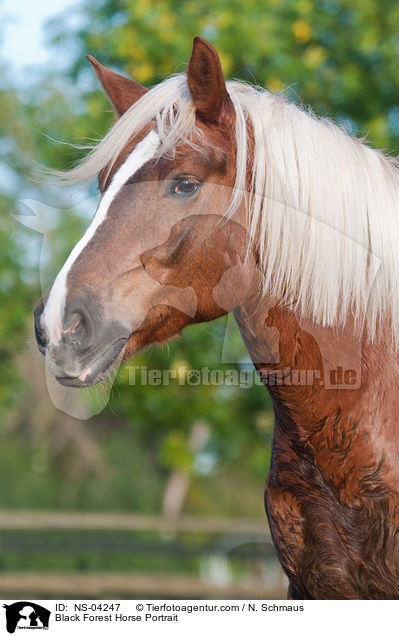 Schwarzwlder Fuchs Portrait / Black Forest Horse Portrait / NS-04247