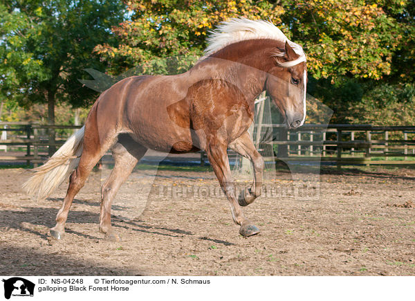galoppierender Schwarzwlder Fuchs / galloping Black Forest Horse / NS-04248