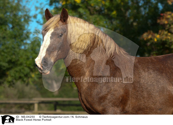 Schwarzwlder Fuchs Portrait / Black Forest Horse Portrait / NS-04250
