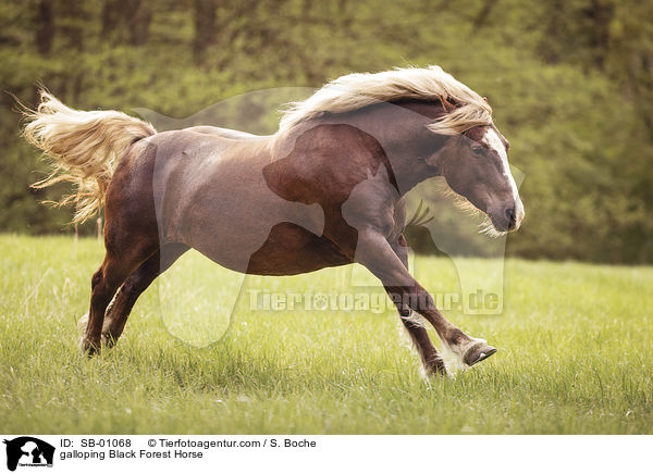 galoppierendes Schwarzwlder Fuchs / galloping Black Forest Horse / SB-01068