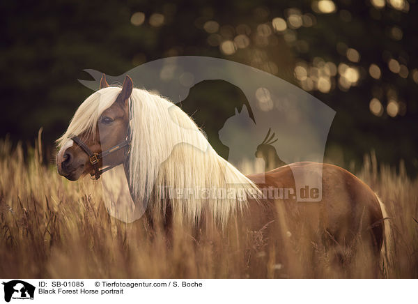 Schwarzwlder Fuchs Portrait / Black Forest Horse portrait / SB-01085
