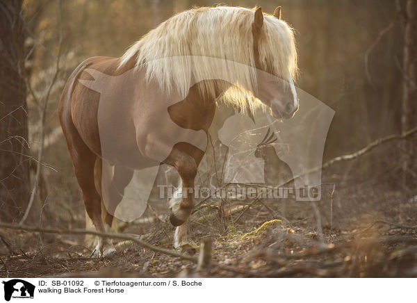 gehendes Schwarzwlder Fuchs / walking Black Forest Horse / SB-01092