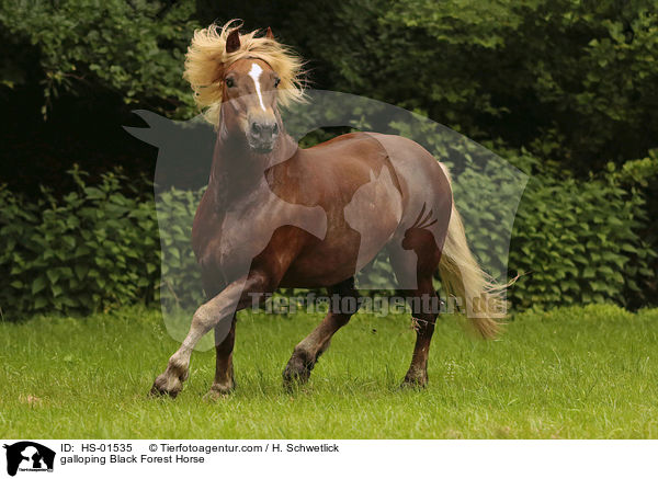 galopierender Schwarzwlder Fuchs / galloping Black Forest Horse / HS-01535