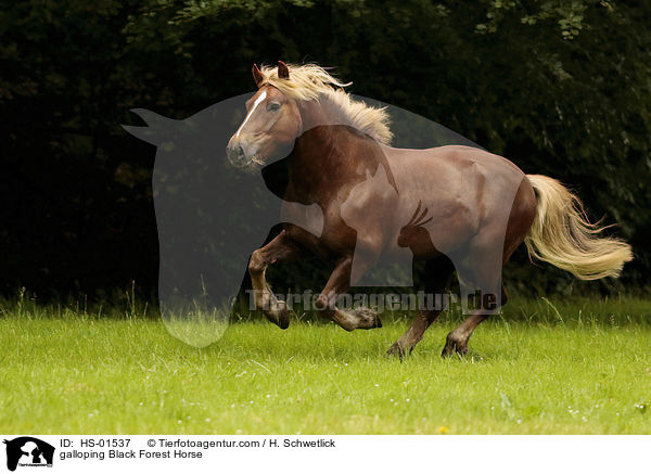 galopierender Schwarzwlder Fuchs / galloping Black Forest Horse / HS-01537