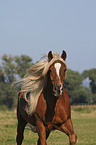 Black Forest horse