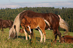 mare with foal