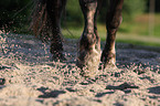 black forest horse