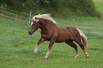 black forest horse