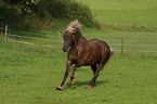 black forest horse