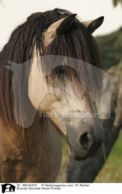 Bosniake im Portrait / Bosnian Bosniak Horse Portrait / RR-05472