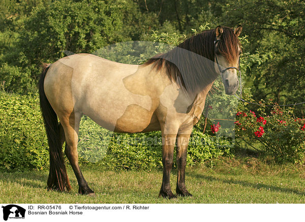 Bosniake / Bosnian Bosniak Horse / RR-05476