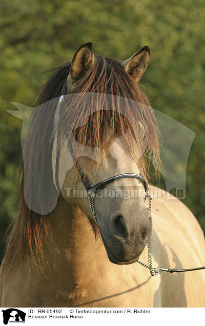 Bosniake im Portrait / Bosnian Bosniak Horse / RR-05492