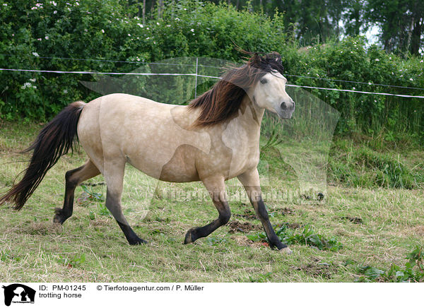 trabender Bosniake / trotting horse / PM-01245