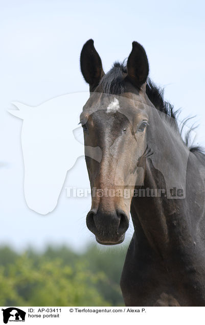 Brandenburger Portrait / horse portrait / AP-03411