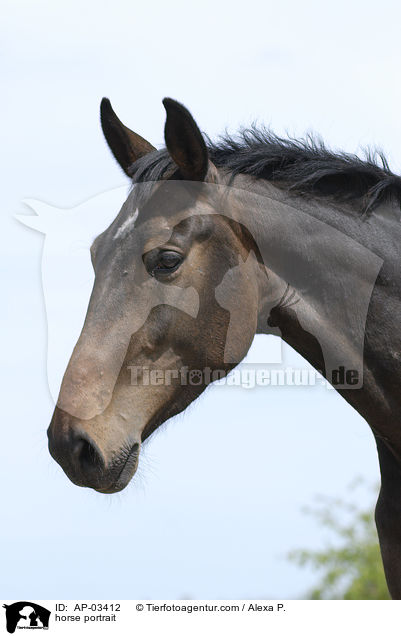 Brandenburger Portrait / horse portrait / AP-03412