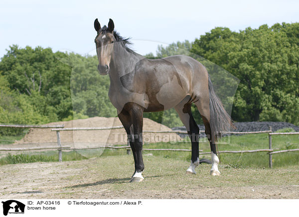 Brandenburger Warmblut / brown horse / AP-03416