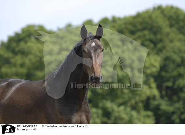 Brandenburger Portrait / horse portrait / AP-03417