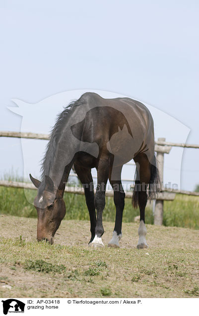 grasendes Pferd / grazing horse / AP-03418