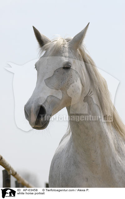 white horse portrait / AP-03458