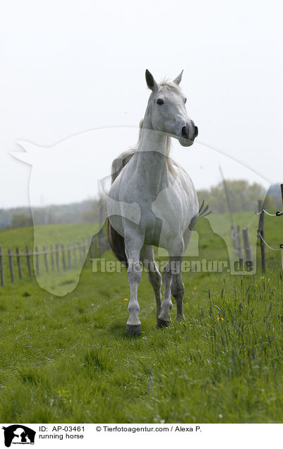 running horse / AP-03461