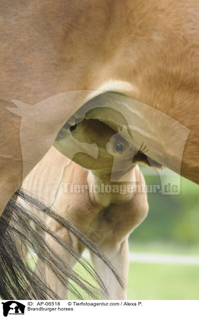 Brandenburger / Brandburger horses / AP-06518