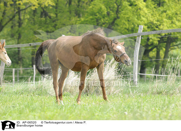 Brandenburger / Brandburger horse / AP-06520