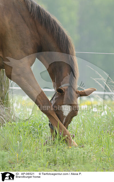 Brandenburger / Brandburger horse / AP-06521