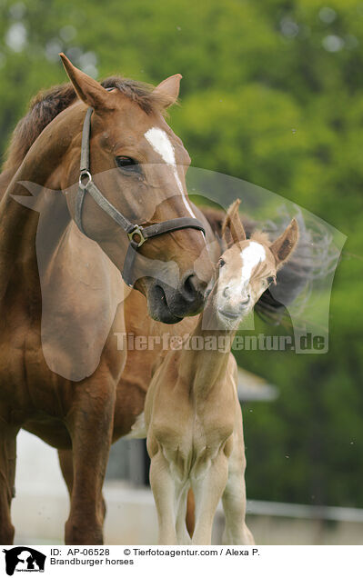 Brandenburger / Brandburger horses / AP-06528