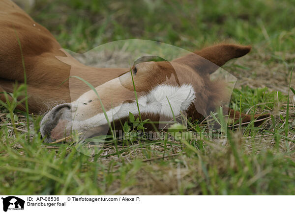 Brandenburger Fohlen / Brandburger foal / AP-06536