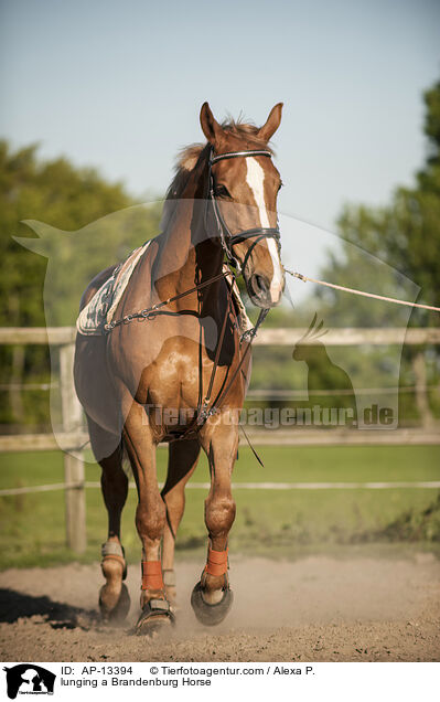 lunging a Brandenburg Horse / AP-13394