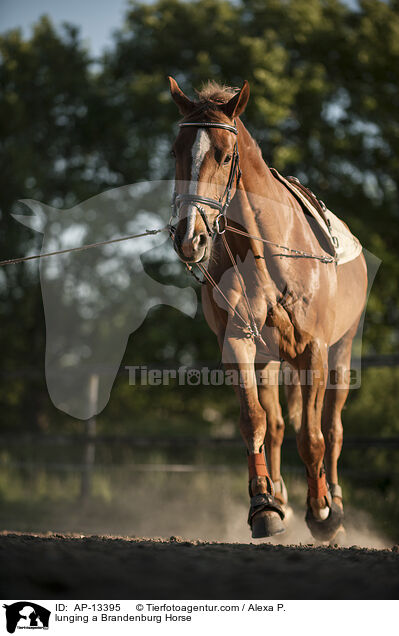 Brandenburger wird longiert / lunging a Brandenburg Horse / AP-13395