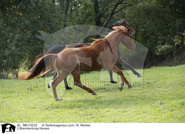 2 Brandenburger / 2 Brandenburg Horses / RR-73032