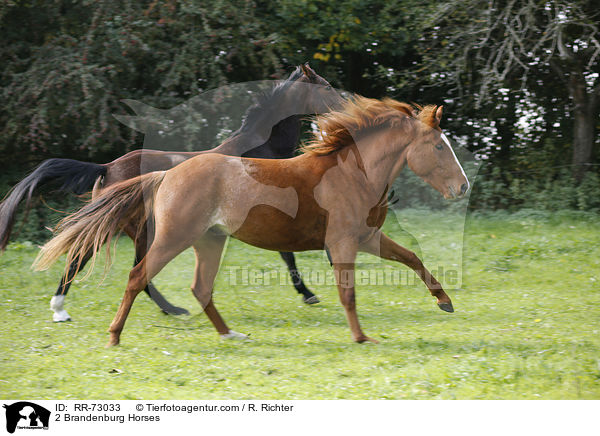 2 Brandenburger / 2 Brandenburg Horses / RR-73033