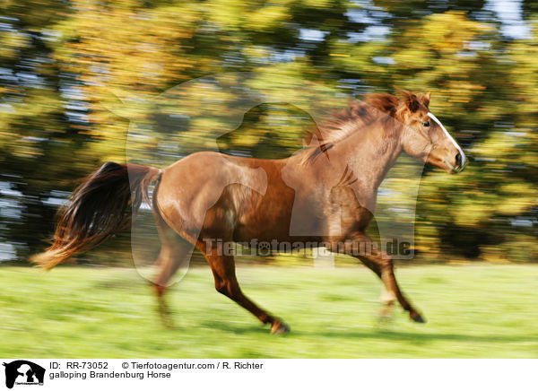 galoppierender Brandenburger / galloping Brandenburg Horse / RR-73052