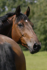 horse portrait