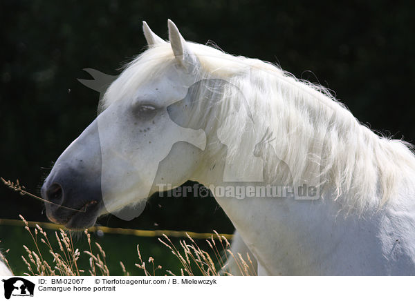 Camargue-Pferd Portrait / Camargue horse portrait / BM-02067